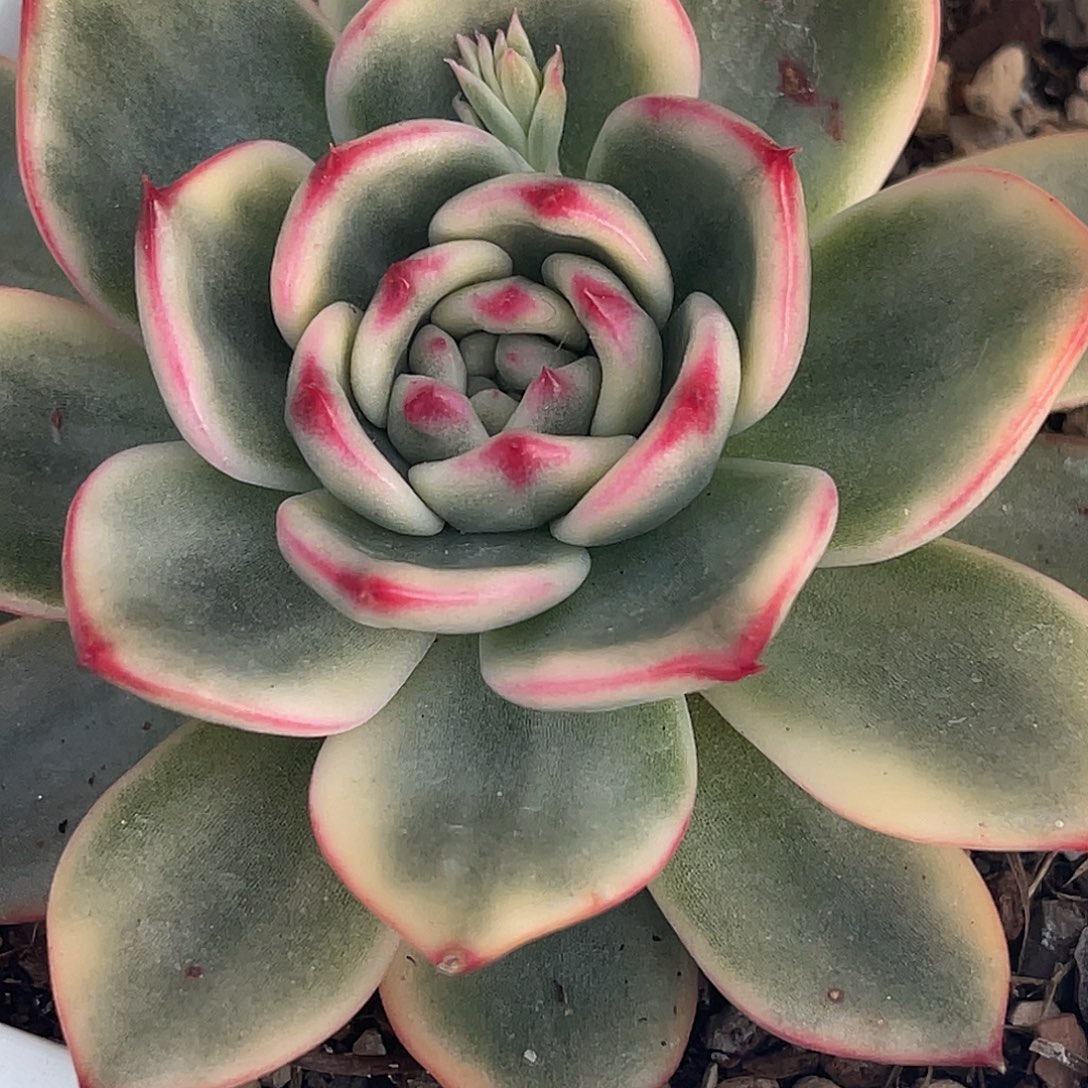 尚品园艺福利锦8049