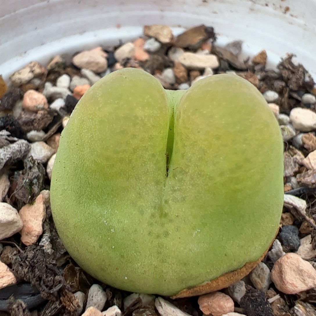 龙猫毛多肉植物百科