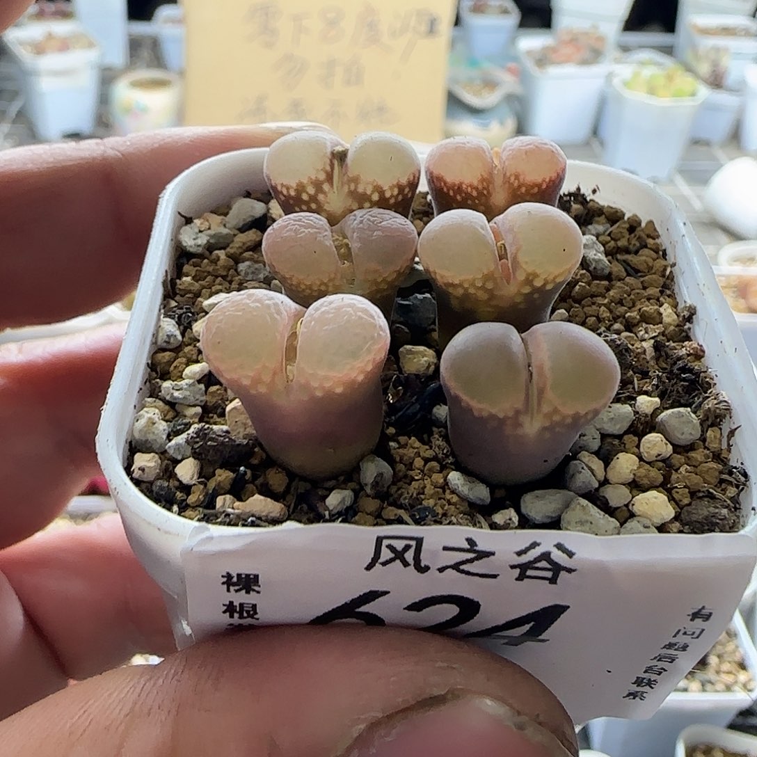 日本原株大型红风铃6颗