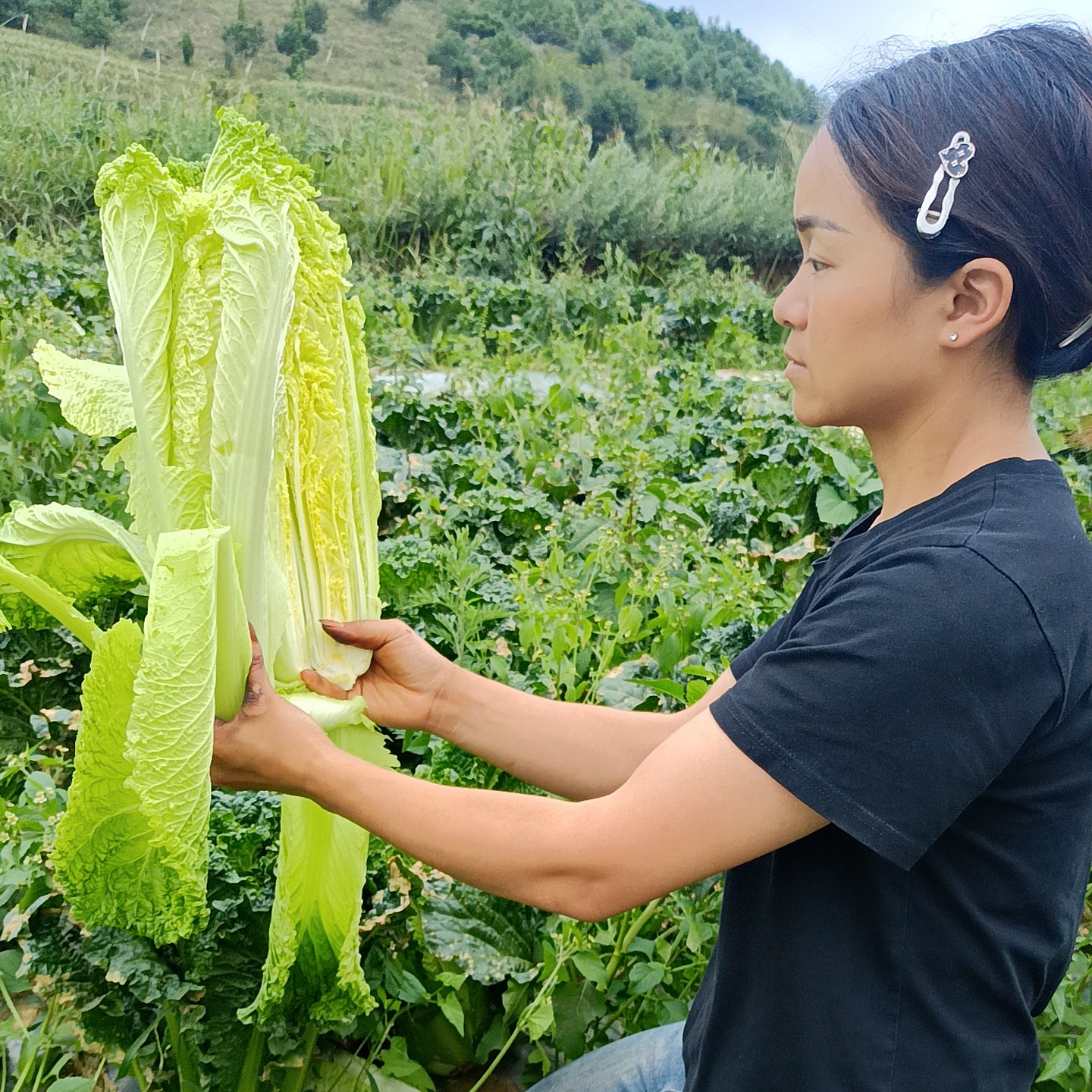 海拔3000米 高山菜 农家菜