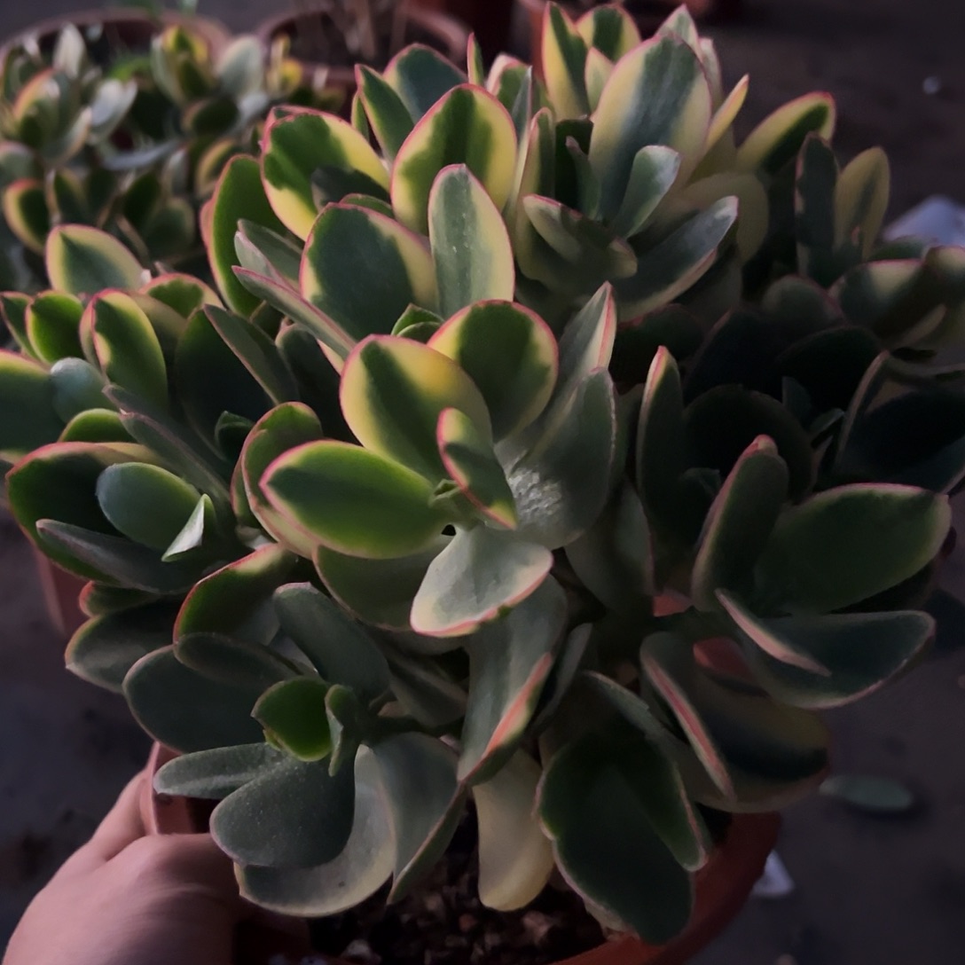 稀有落日之艳带土球6656