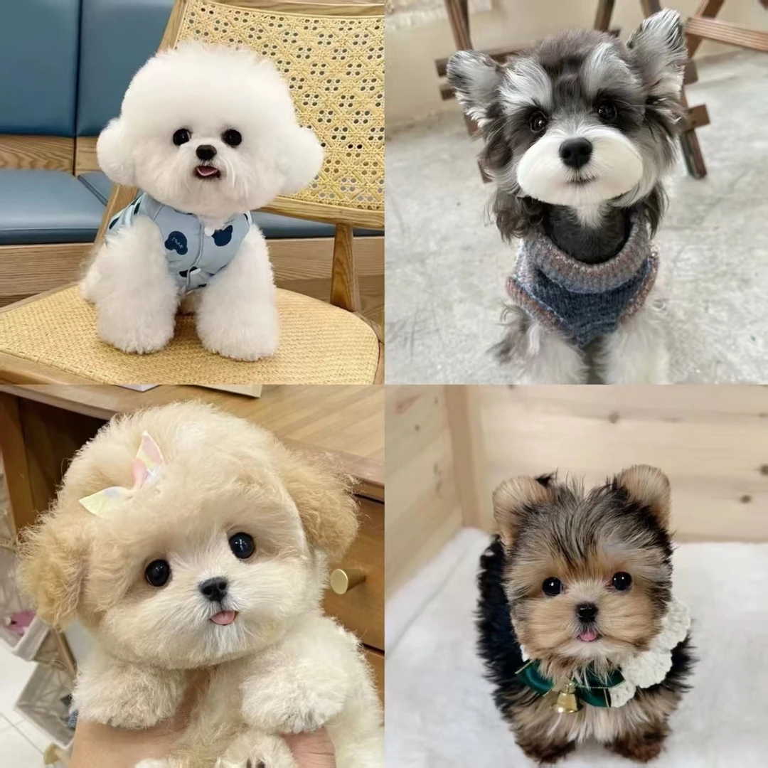 比熊雪纳瑞泰迪熊约克夏活体链接