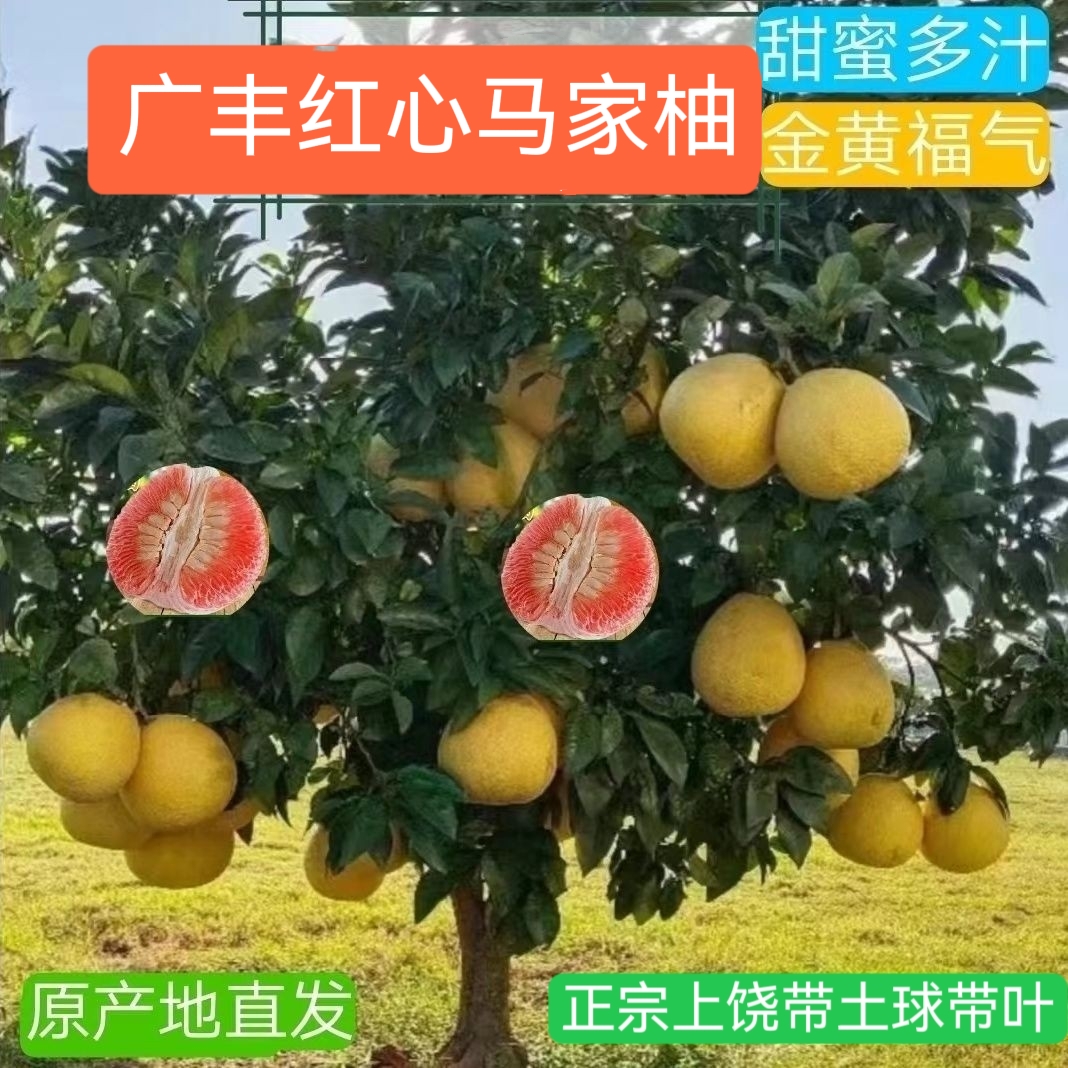 红心马家柚子大小果苗子红肉蜜柚子江西上饶广丰一物一拍嫁接南北