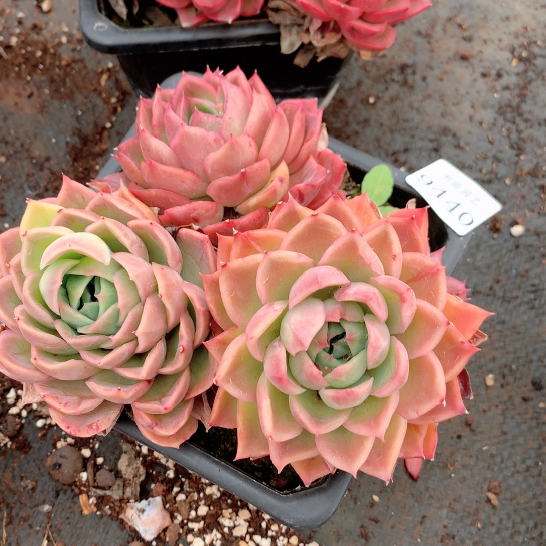 9440新年快乐发发发