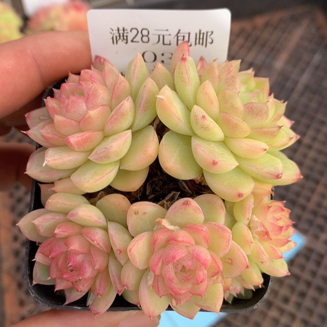 【闪购商品】云03号