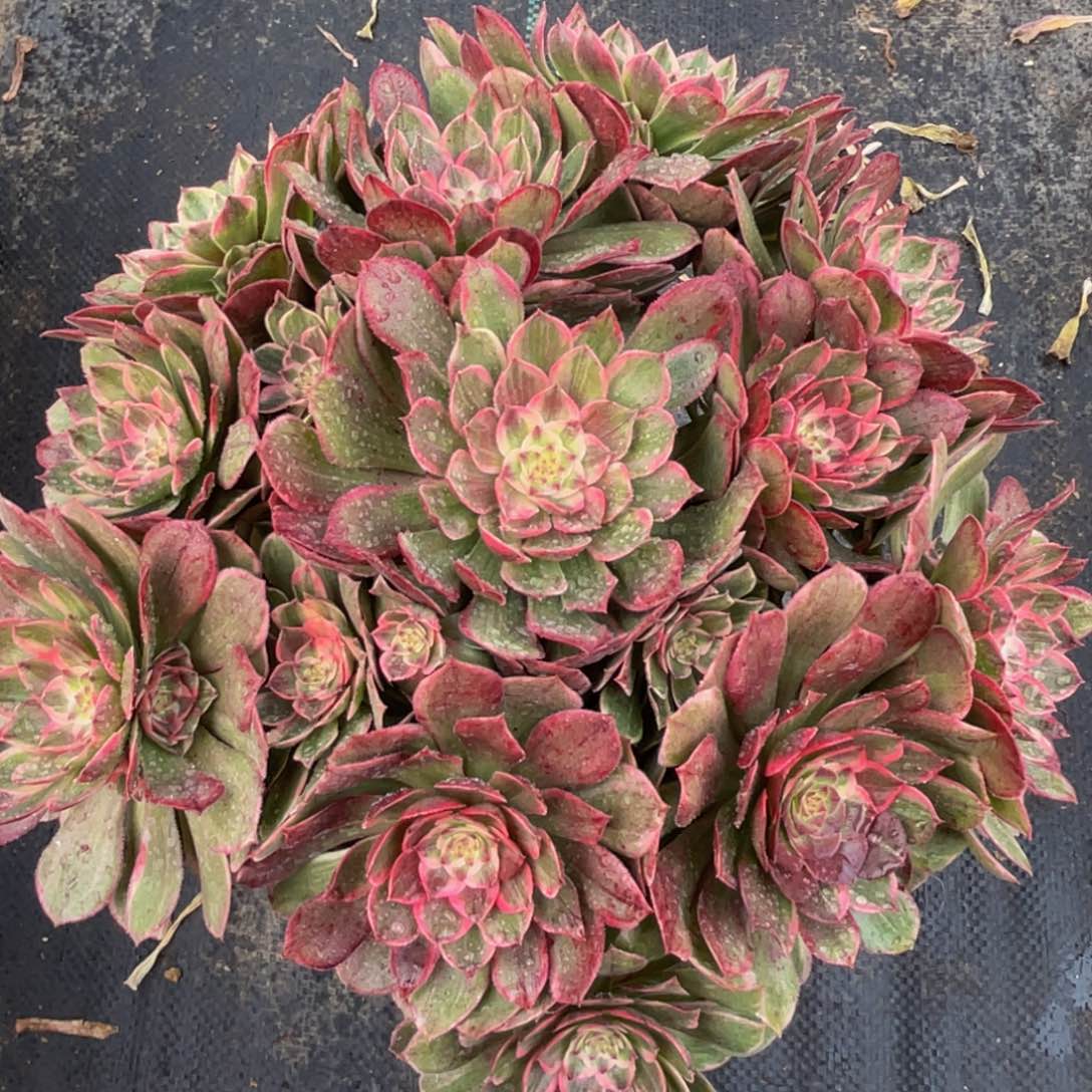 959莲花座精品法师多肉