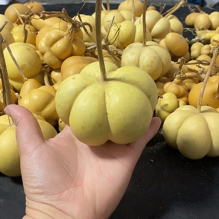 ?****葫芦的颜色很好看