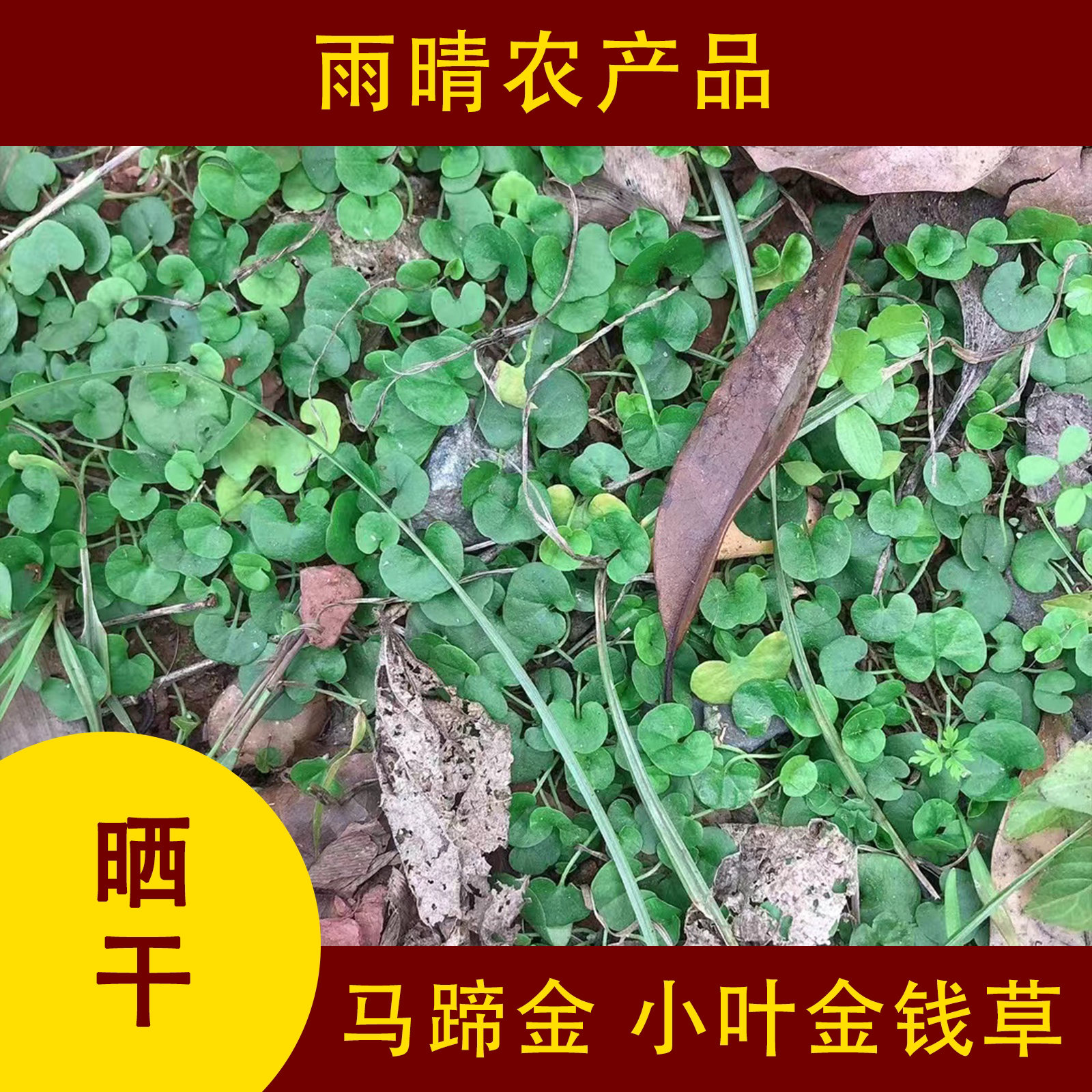 马蹄金 马蹄金晒干 雨晴农产品