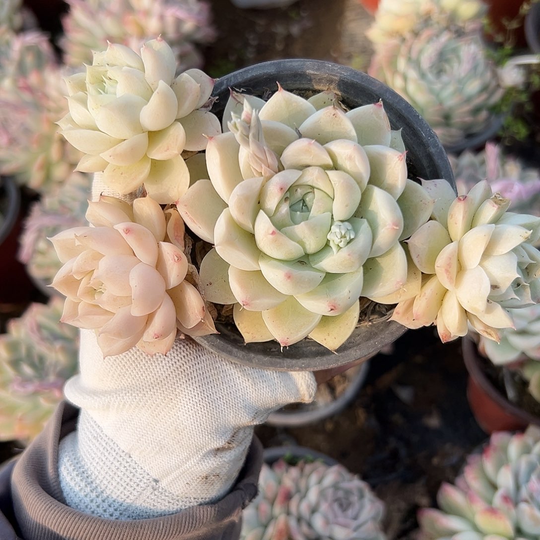 白月影多肉植物植物营养液