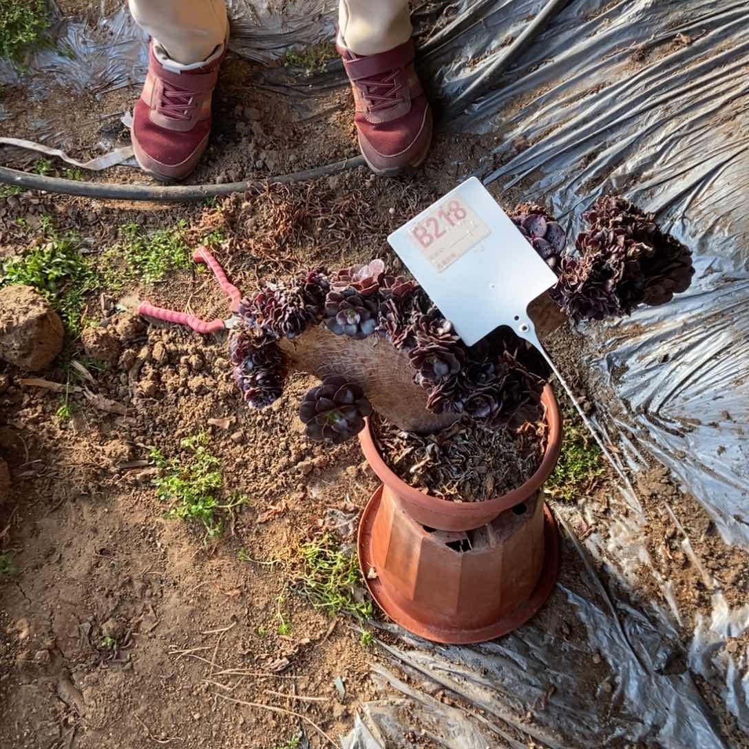 坦***克B218欧紫干伤处理