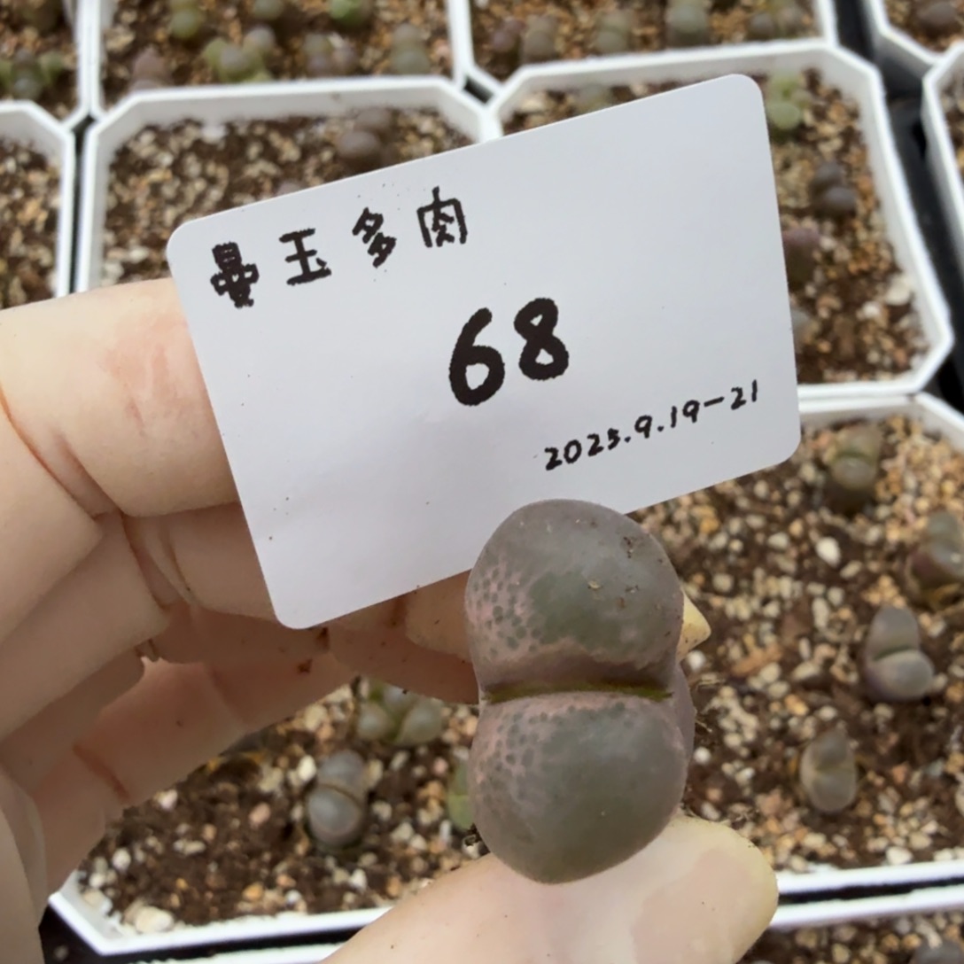 ʚ***ɞ多肉多肉多肉9.19-068粉眼