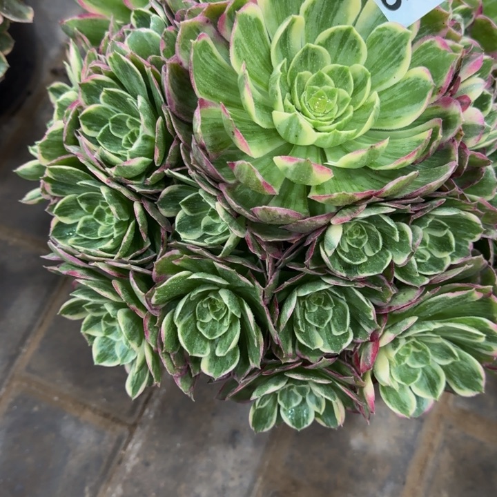 霞万彩灯捧花176肉肉