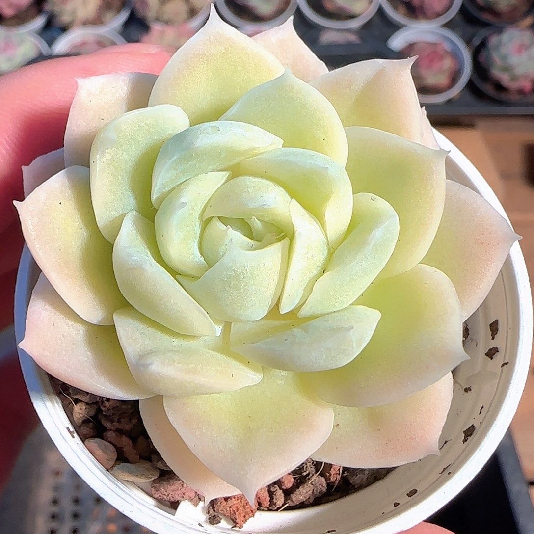 多肉1205-28白月影