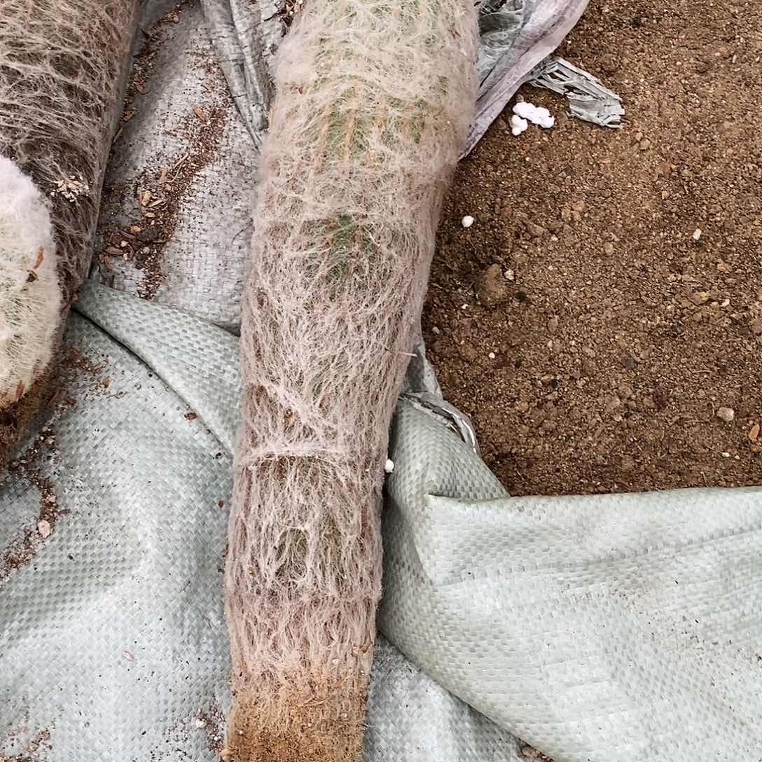 老乐柱。高度40-50公分。           