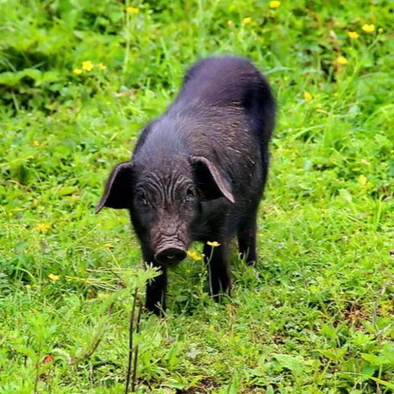 2个纯天然真藏香猪装饰品藏香猪标本