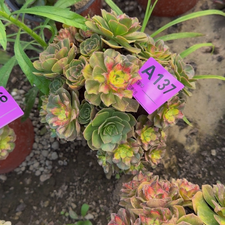 阿***拽不包损不包侧枝海王七彩137