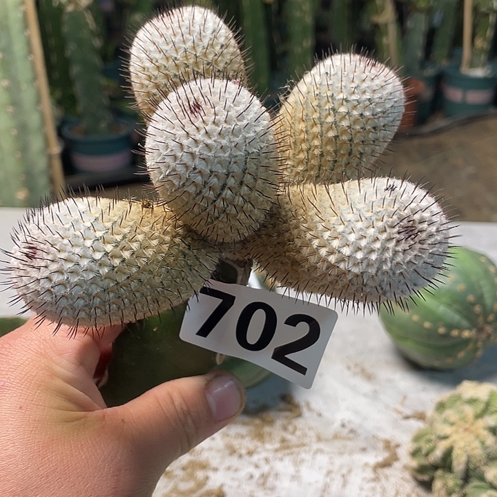 完全开放702直瓷佩勒