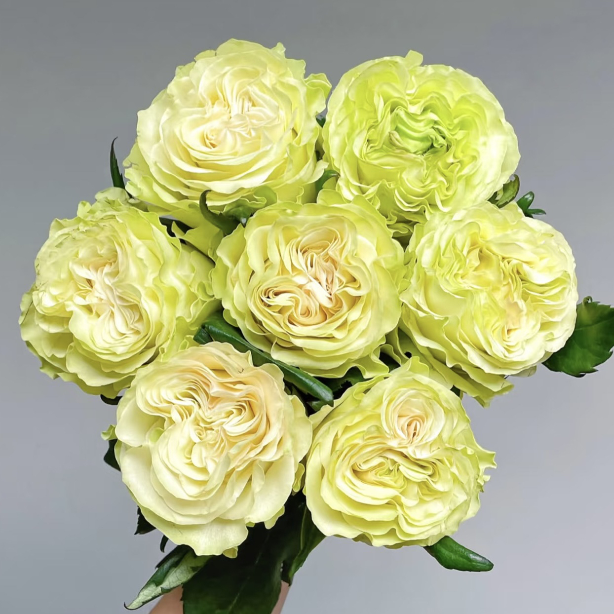 琉璃翠20枝玫瑰【1单包邮】云南鲜花