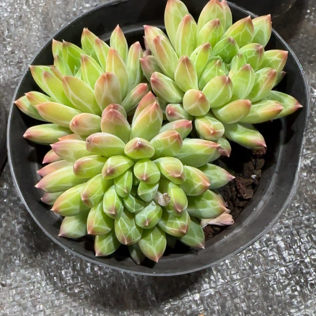 美人杂多肉植物的