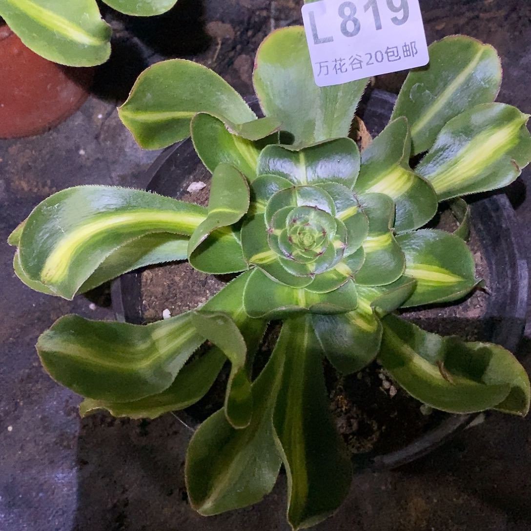 819暴君多肉植物