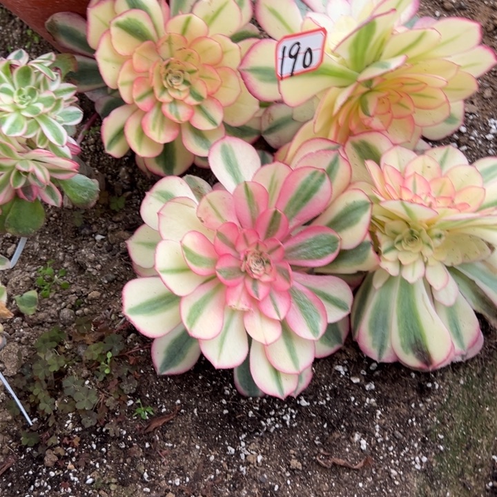 多肉植物190不售后