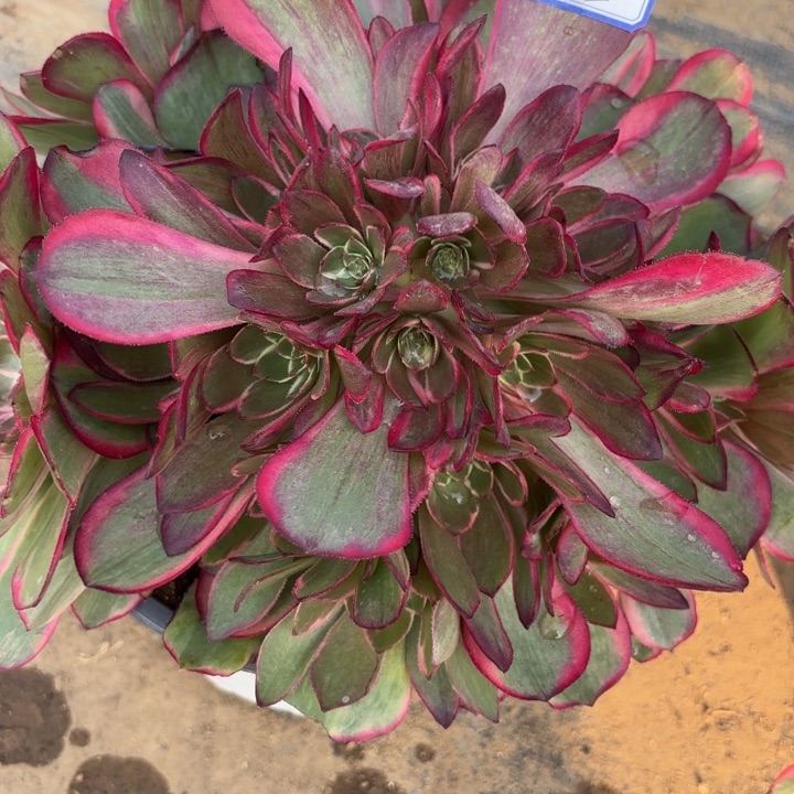 粉花妖多肉断枝不包2