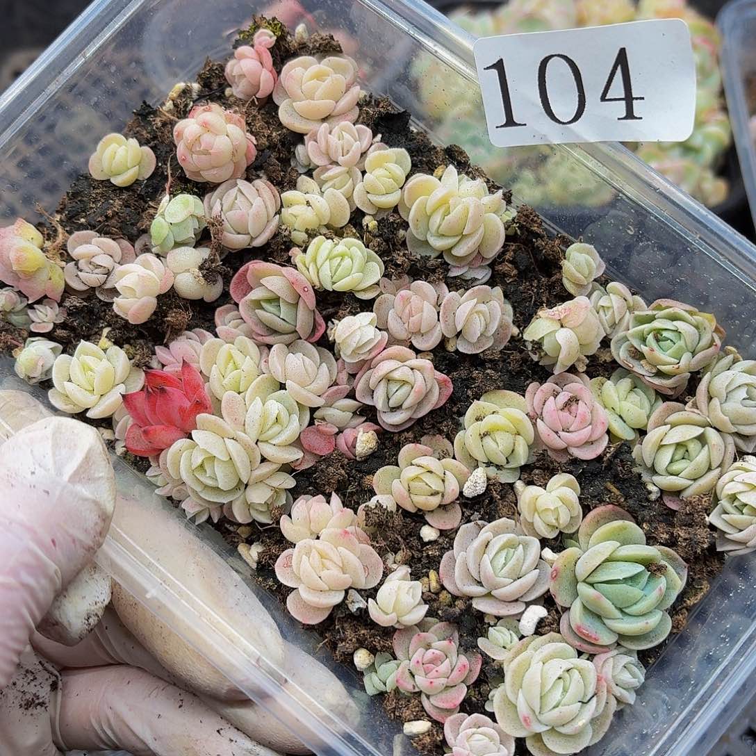 多肉植物多肉植物104