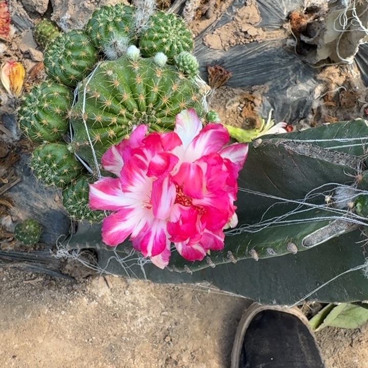 366量天尺嫁接丽花斑掰花