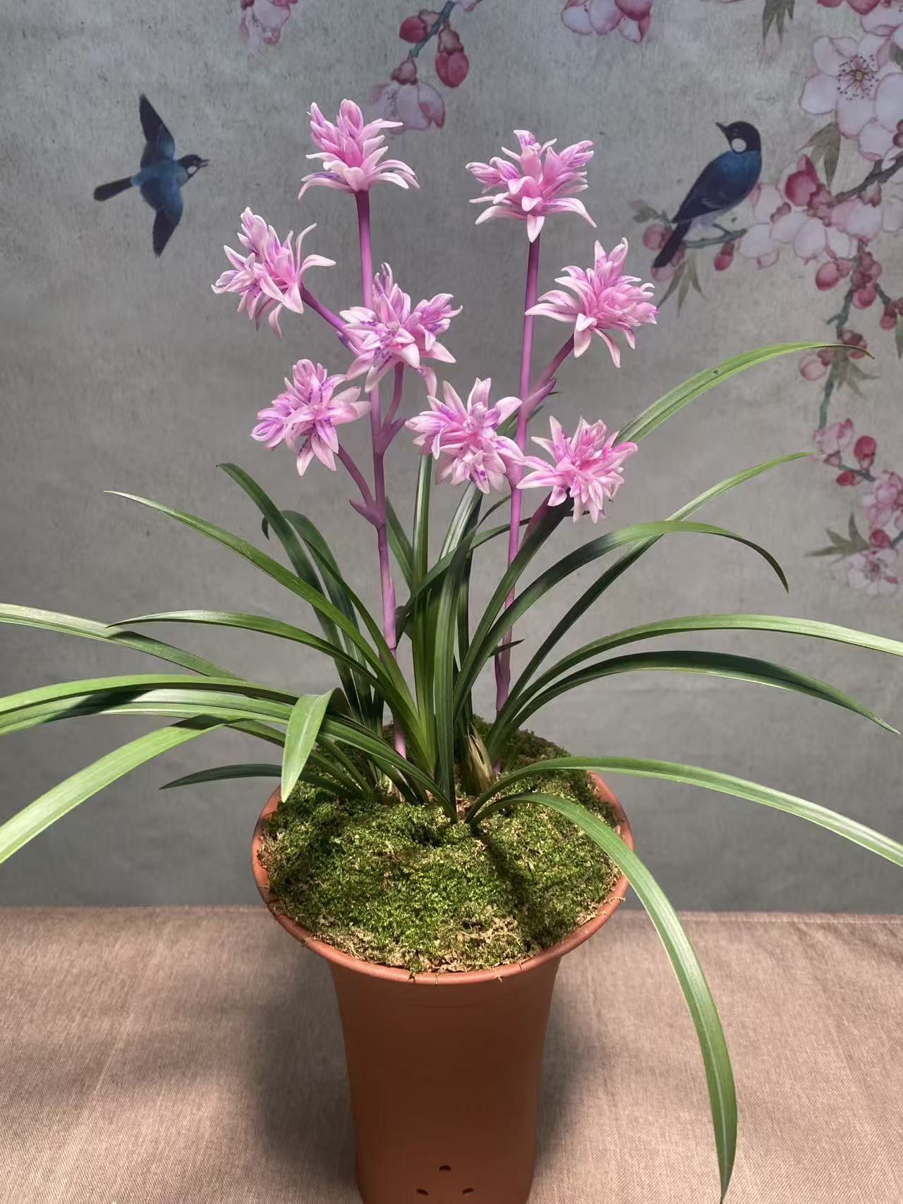 春兰 紫霞仙子 紫色奇花 带花苞花剑 好养易活 室内外可养浓香