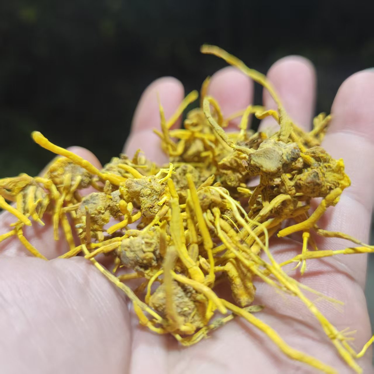 1【龙-须-石-斛】净含量250g-1500g【阿虎现收】粮
