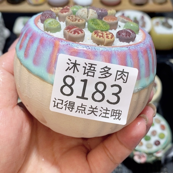 带盆土植物 精美盆栽8183