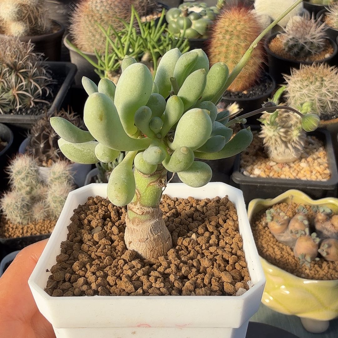 卡拉菲厚墩菊脱土发货