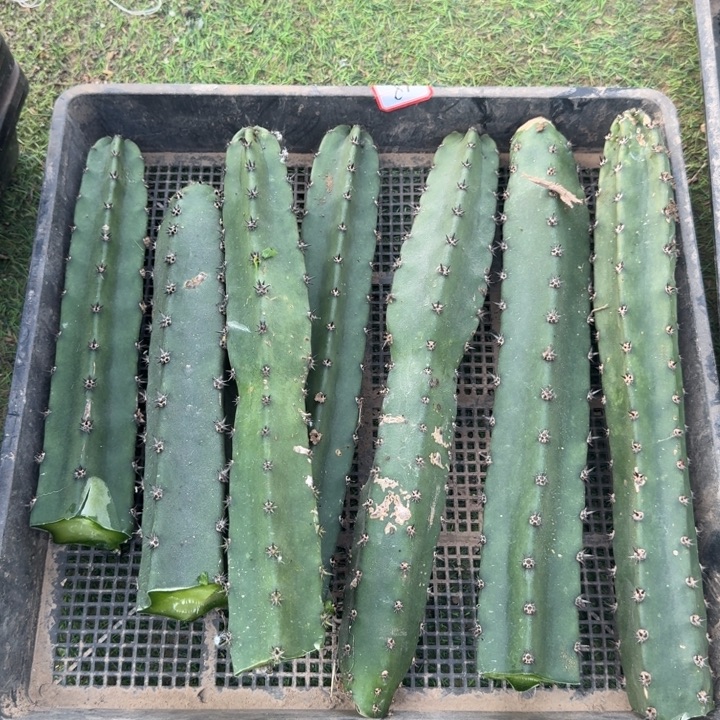 201砍头黑刺秀普歪25公分左右无根侧牙斑，20包邮