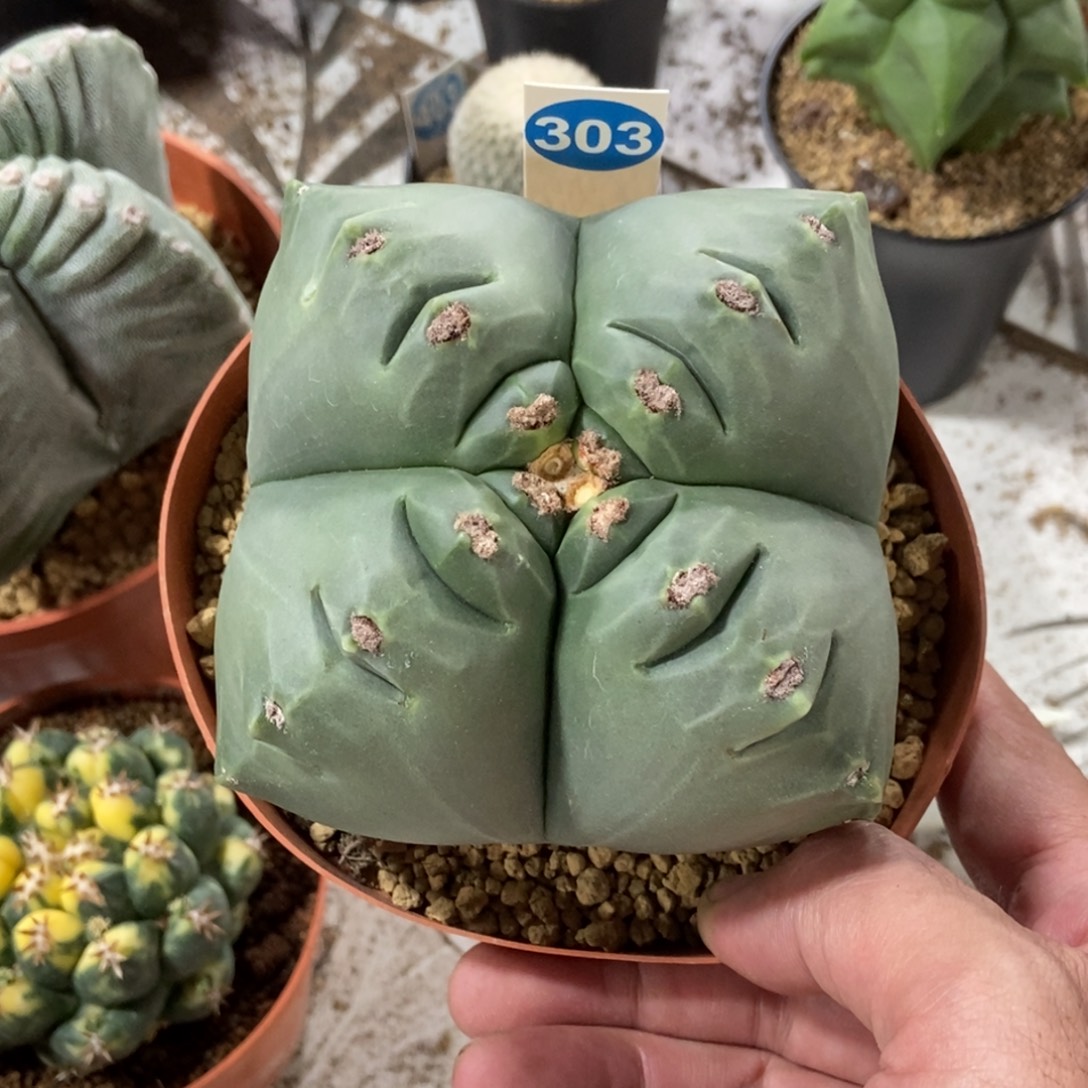 303实生龟甲鸾凤玉带盆带土