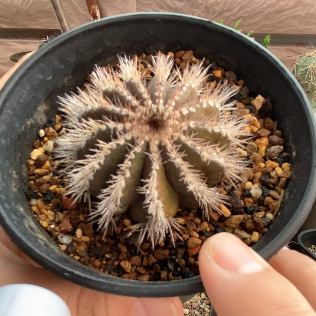 自根栉刺尤伯球4.7cm