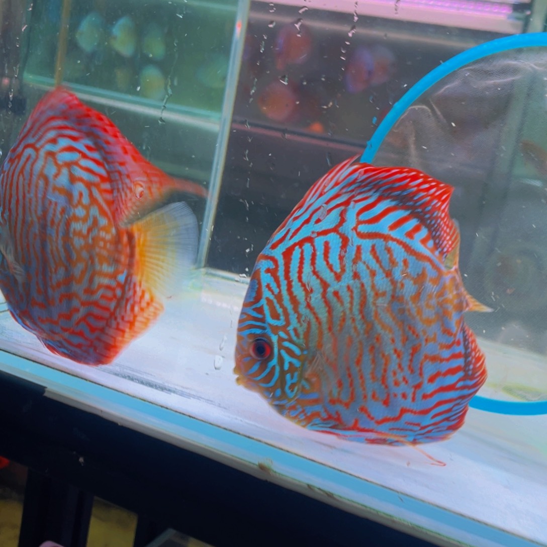 神仙鱼衰**人虎纹松