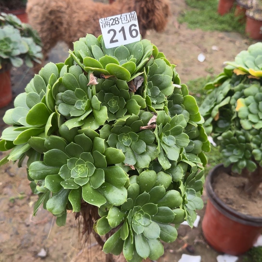 绿羊绒多肉216满28包邮断枝不包