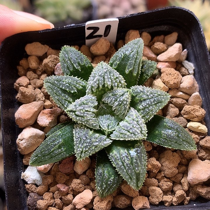 实生寿带盆土发货olaoo