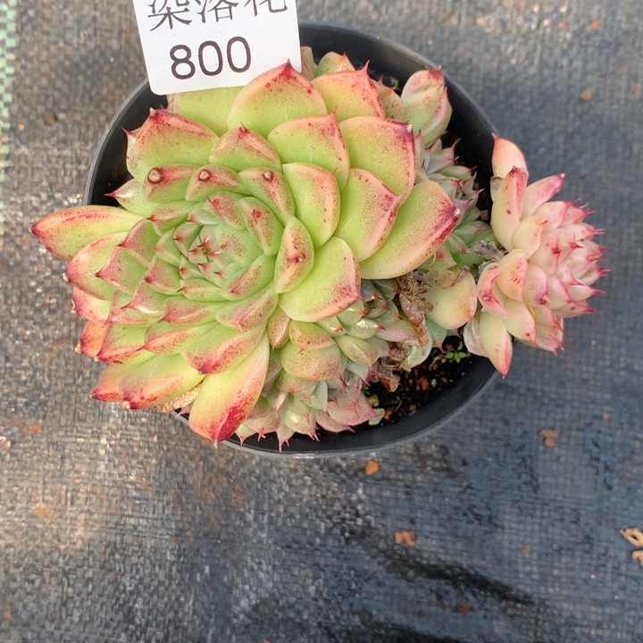 o**星精品多肉植物800