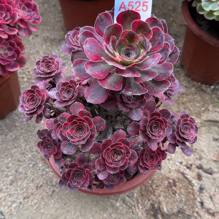 无花朵小香香525多肉植物