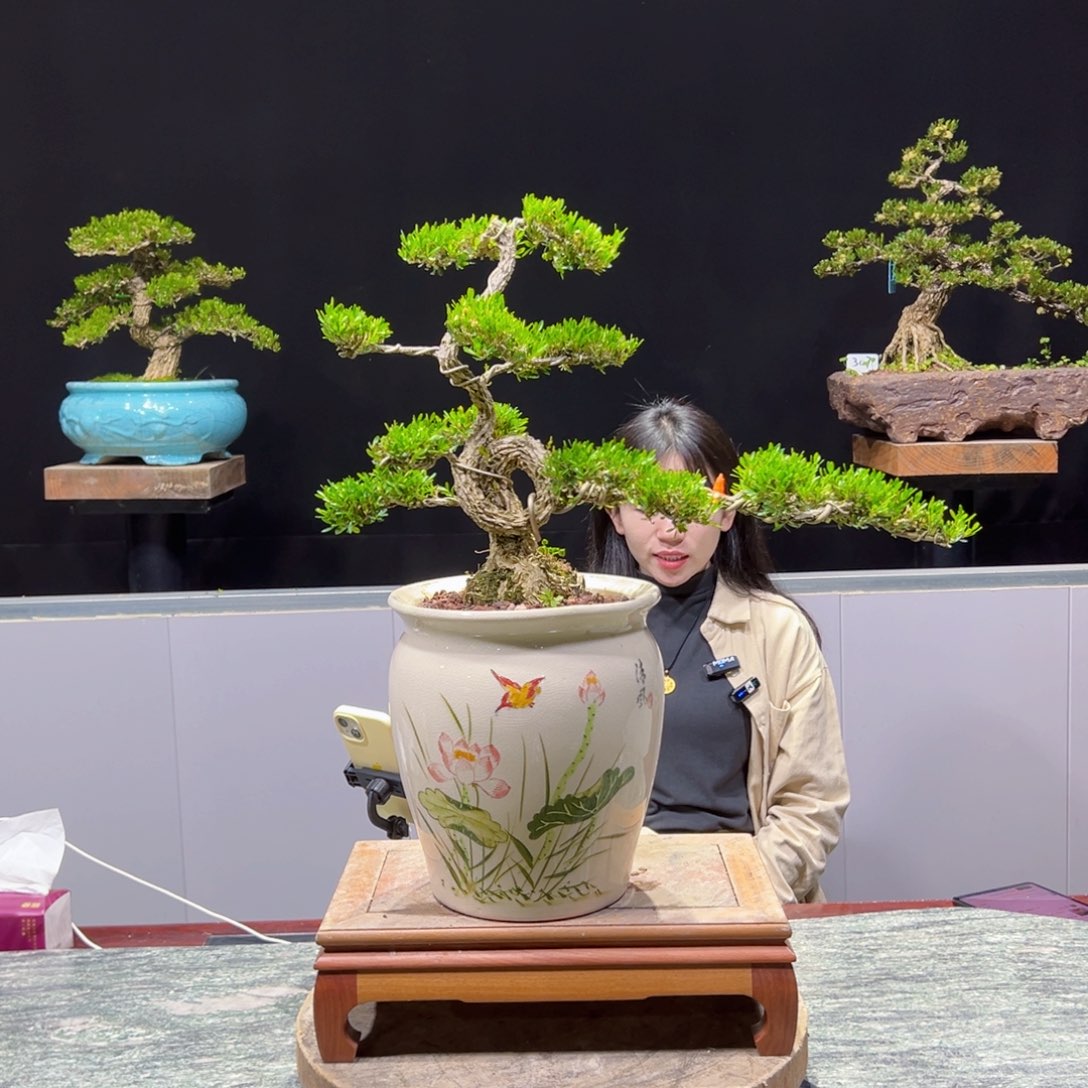 黄杨盆景老桩四季常青