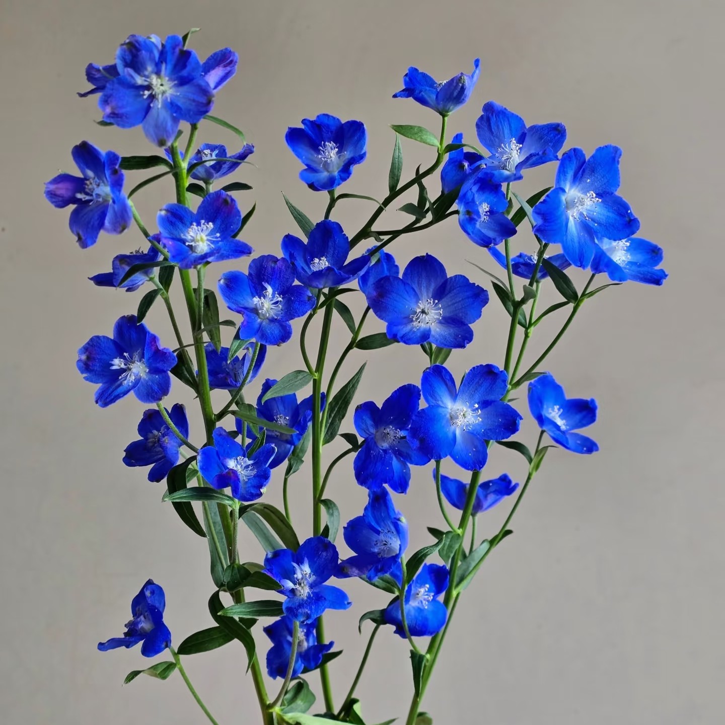 宝熠【普雷斯顿小飞燕】不包邮一个运费任意拍.运费单拍