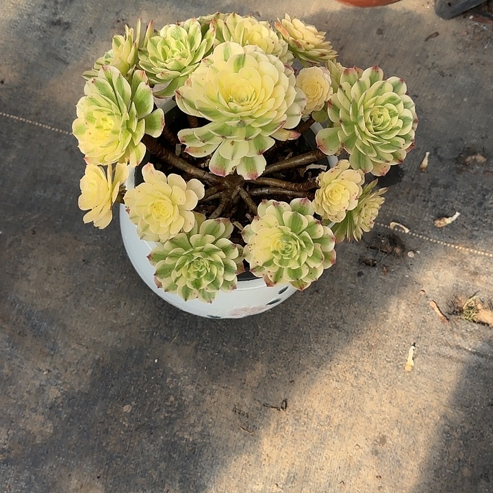 法师多肉植物沙白