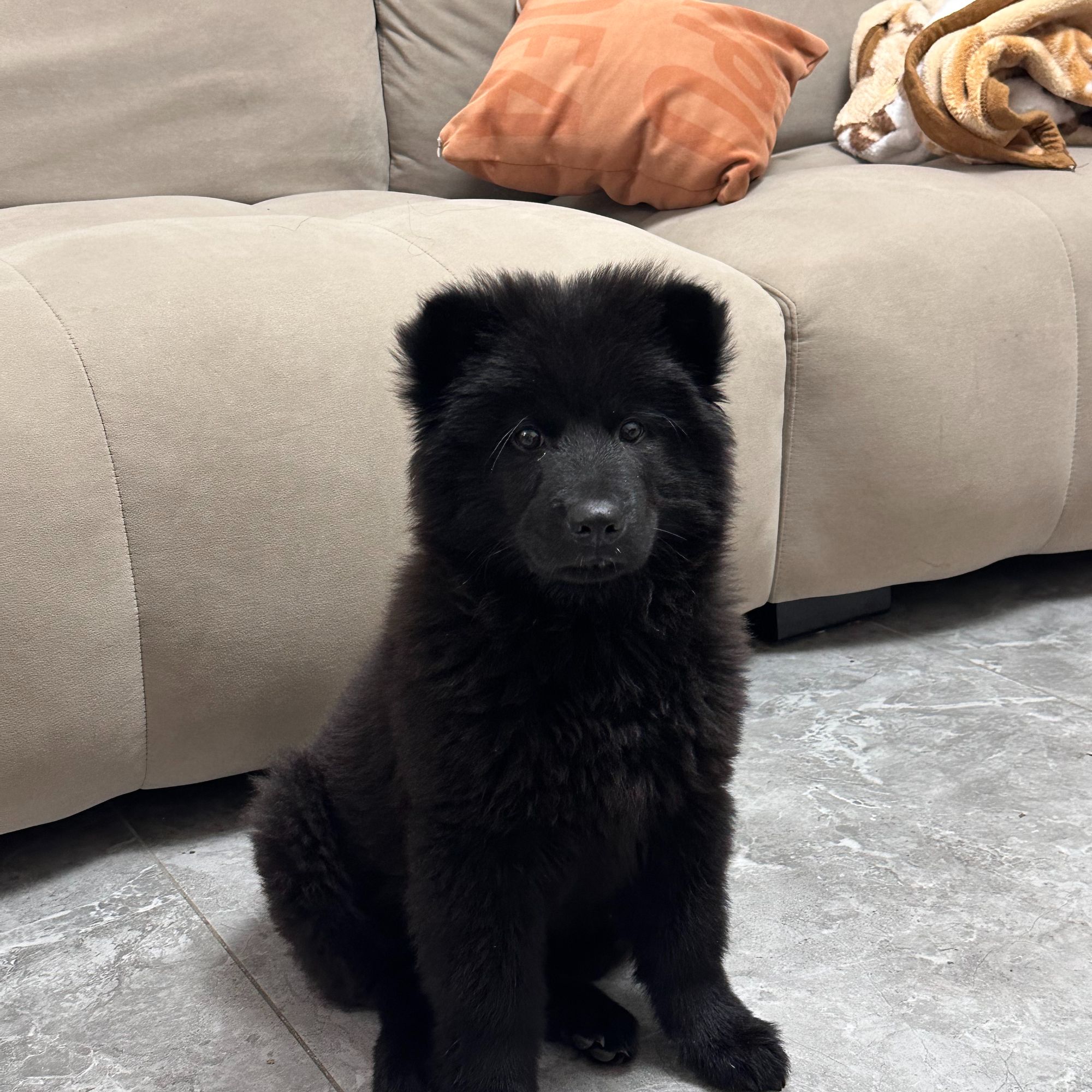 中华田园犬五黑犬土松黄白面唐狗四眼包金广西五黑