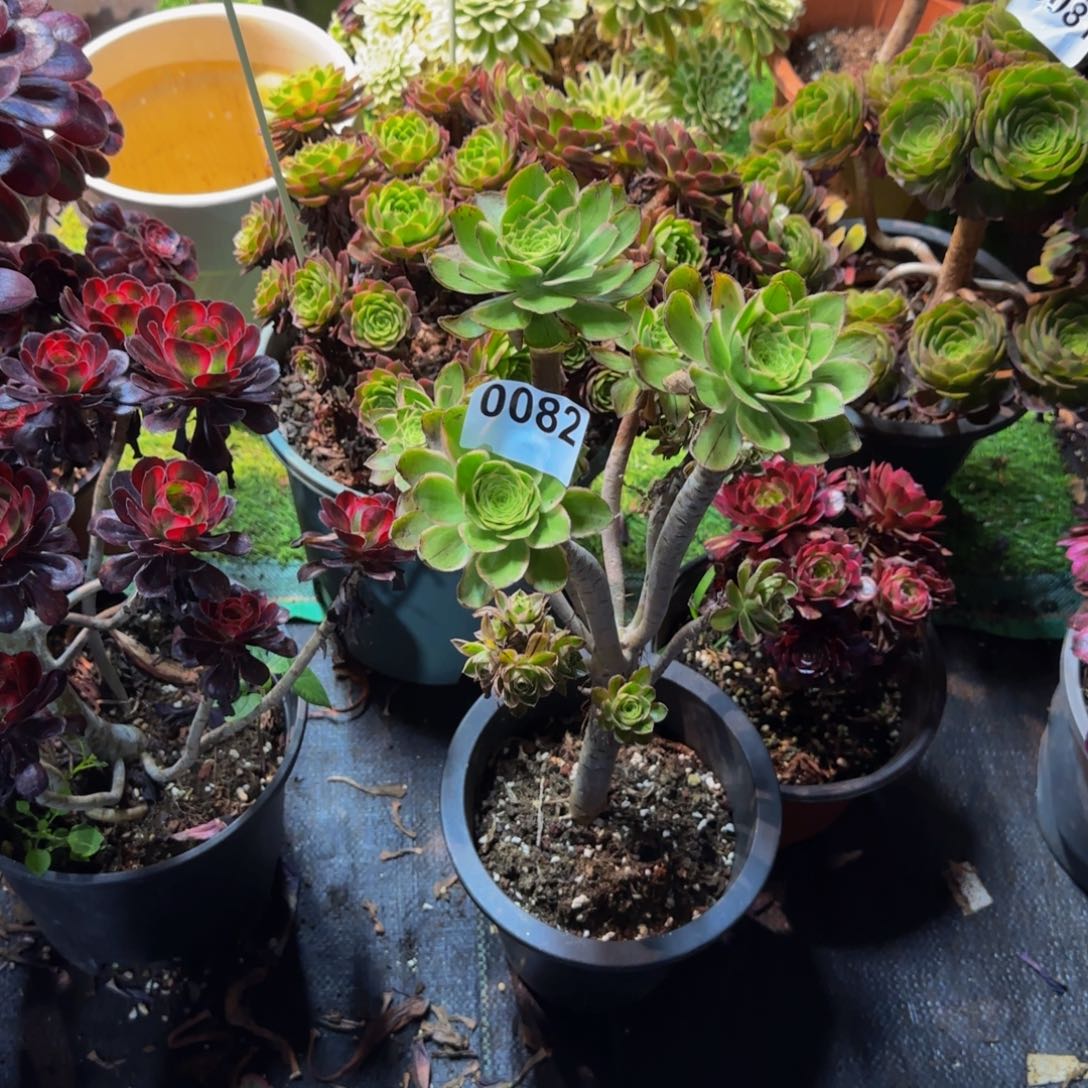 雪*0082多肉法师锦1111