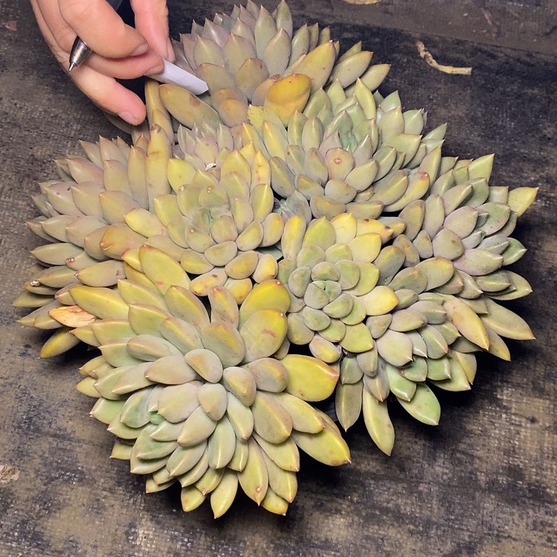 爱*芸一物一拍，象牙多肉