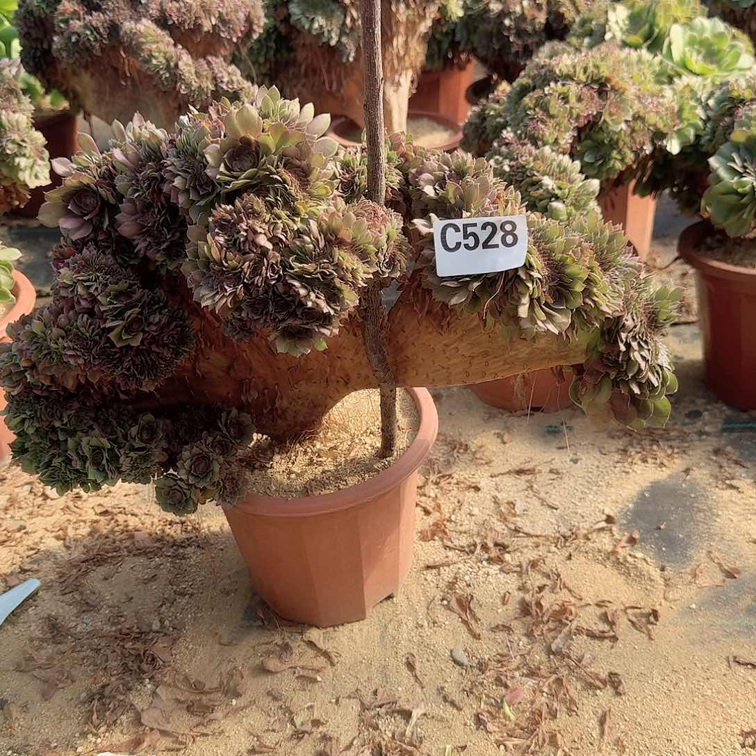 528万缀一颗呀呀