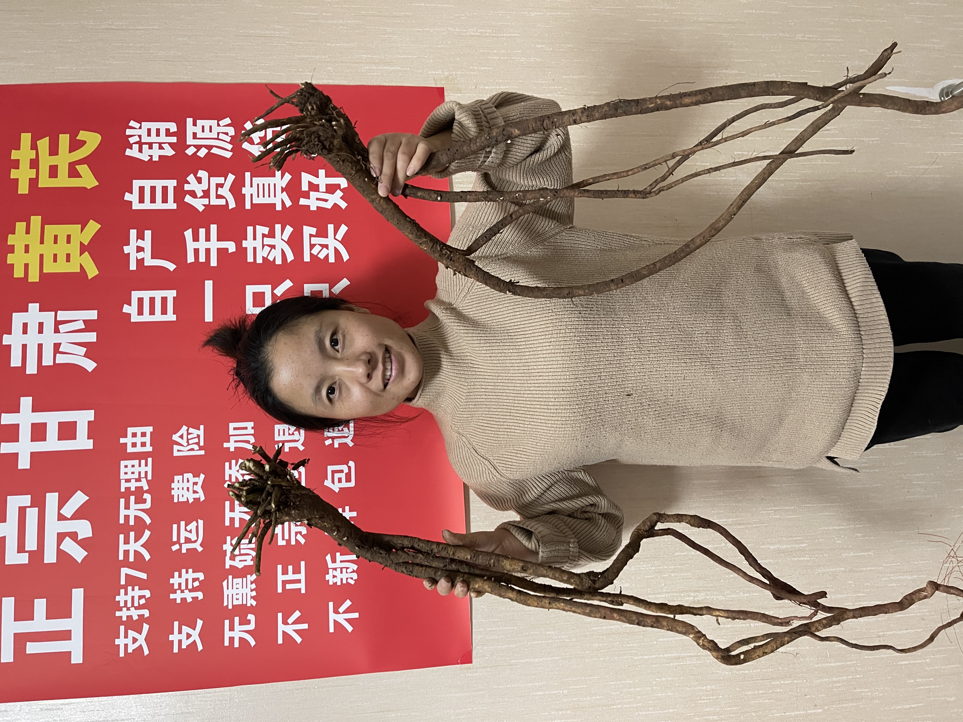甘肃深山采挖野生黄芪整条新货