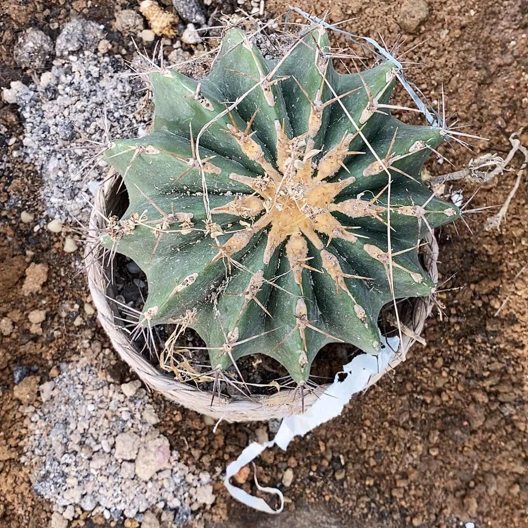 带刺直径20公分。           