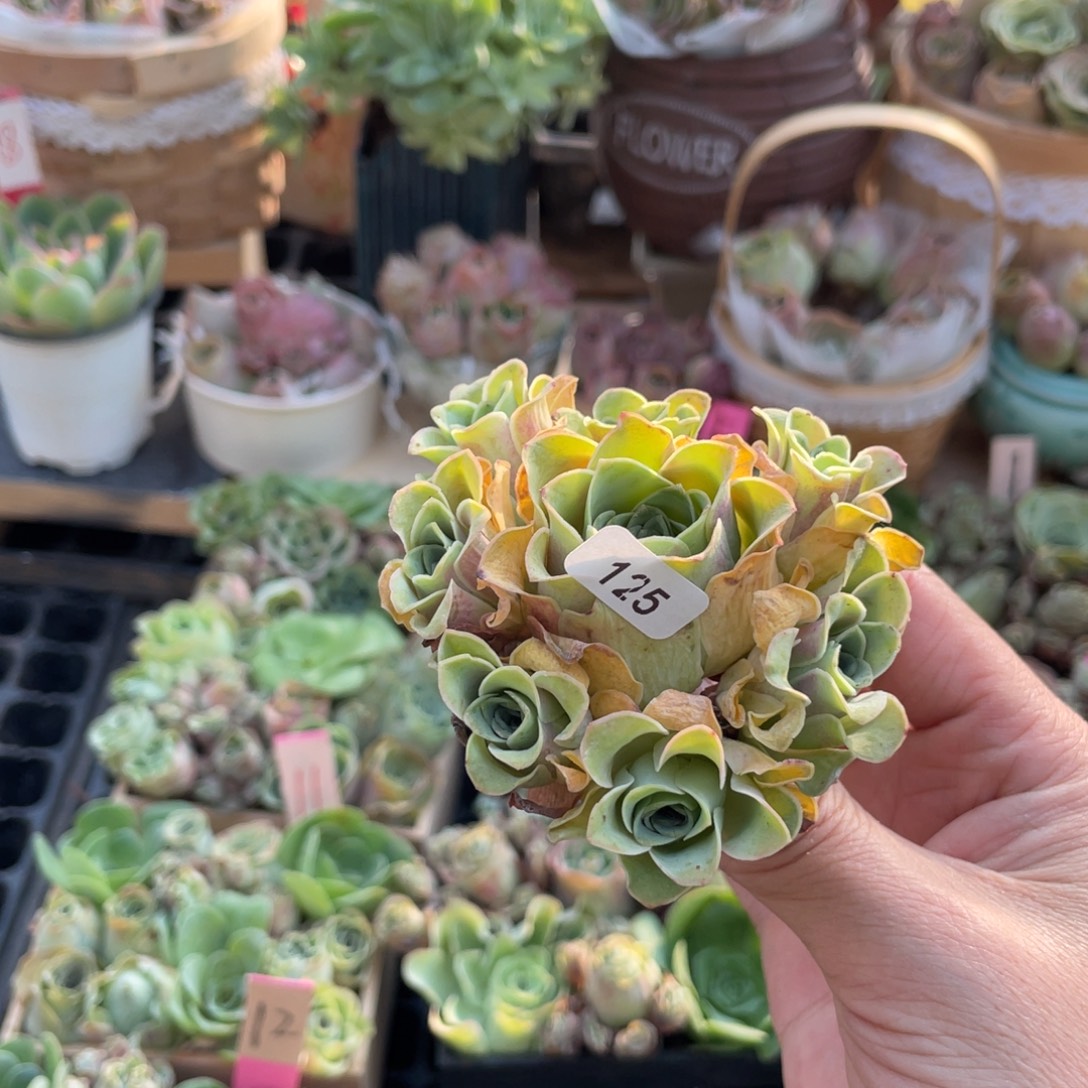 红****山地玫瑰多肉植物花卉125加纳利捧